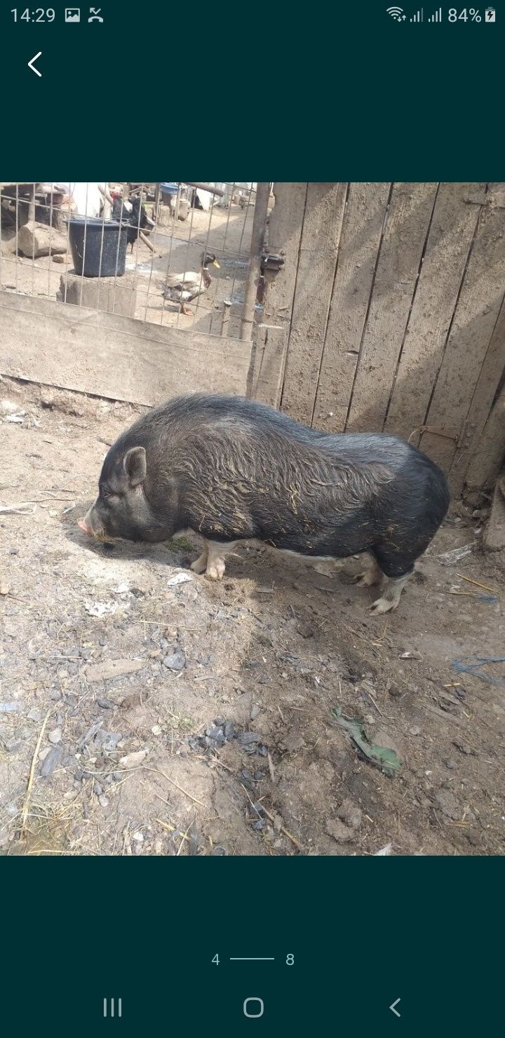 Vand Pui foarte buni!