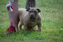 Pui American Bully cu genetic EXCEPTIONAL- Pedigree si certificate