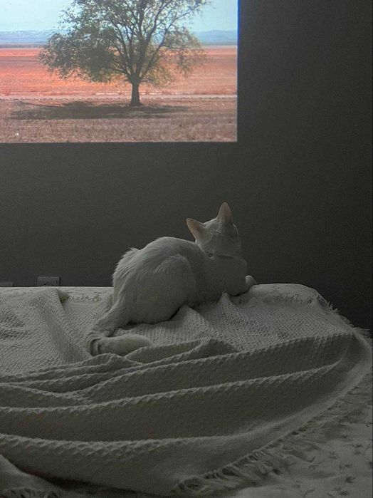 Отдаю кота в добрые руки