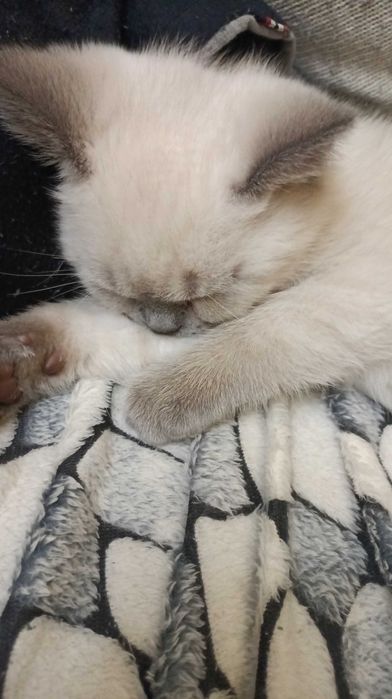 Британско коте момче