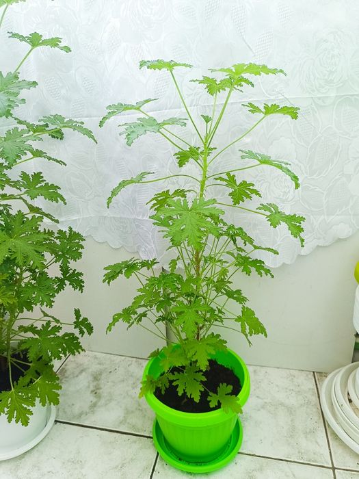 Трилистник, Индрише, Дифенбахия, Бегония, Бенджамин, Епипремнум