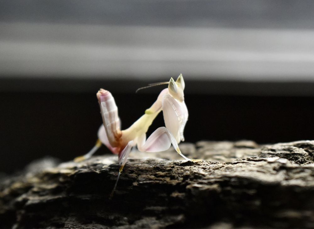 Călugărițe orhidee-Orchid Mantis-Hymenopus coronatus