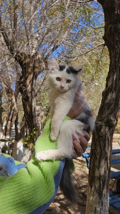 Ищем дом котёнку