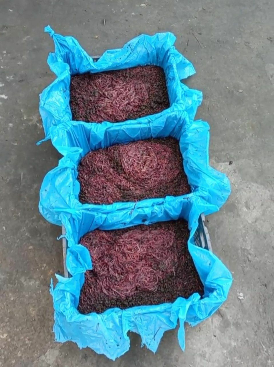 Kaliforniy qizil chuvalchanglari sof go‘sht holatda 1 kg 70 ming sum