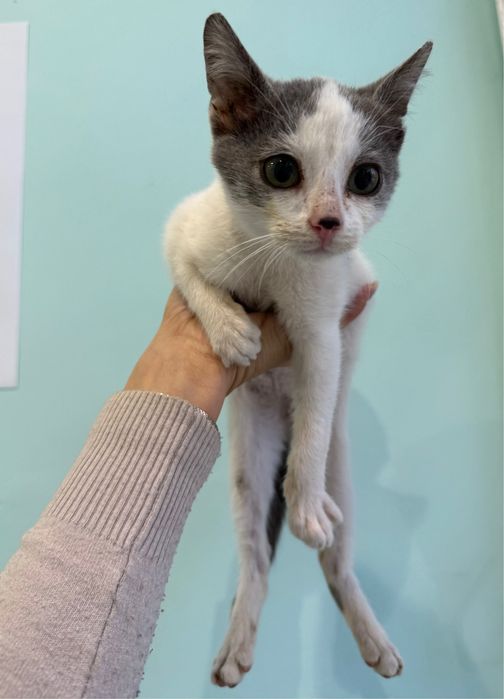 Малко мъжко коте търси дом или приемна грижа