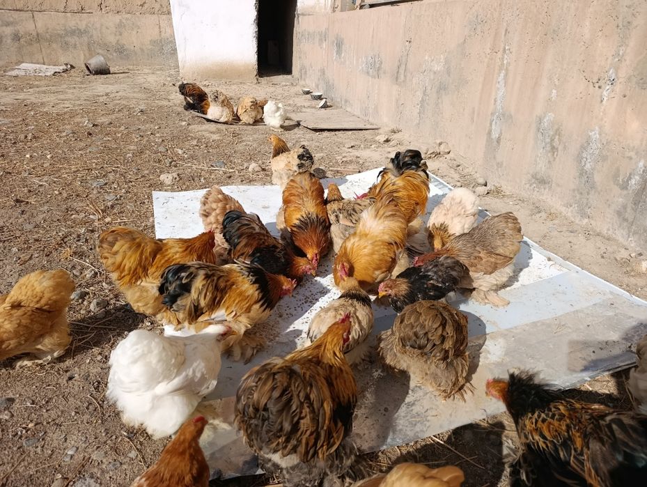 Xo'roz lar sotiladi. Kox karlik