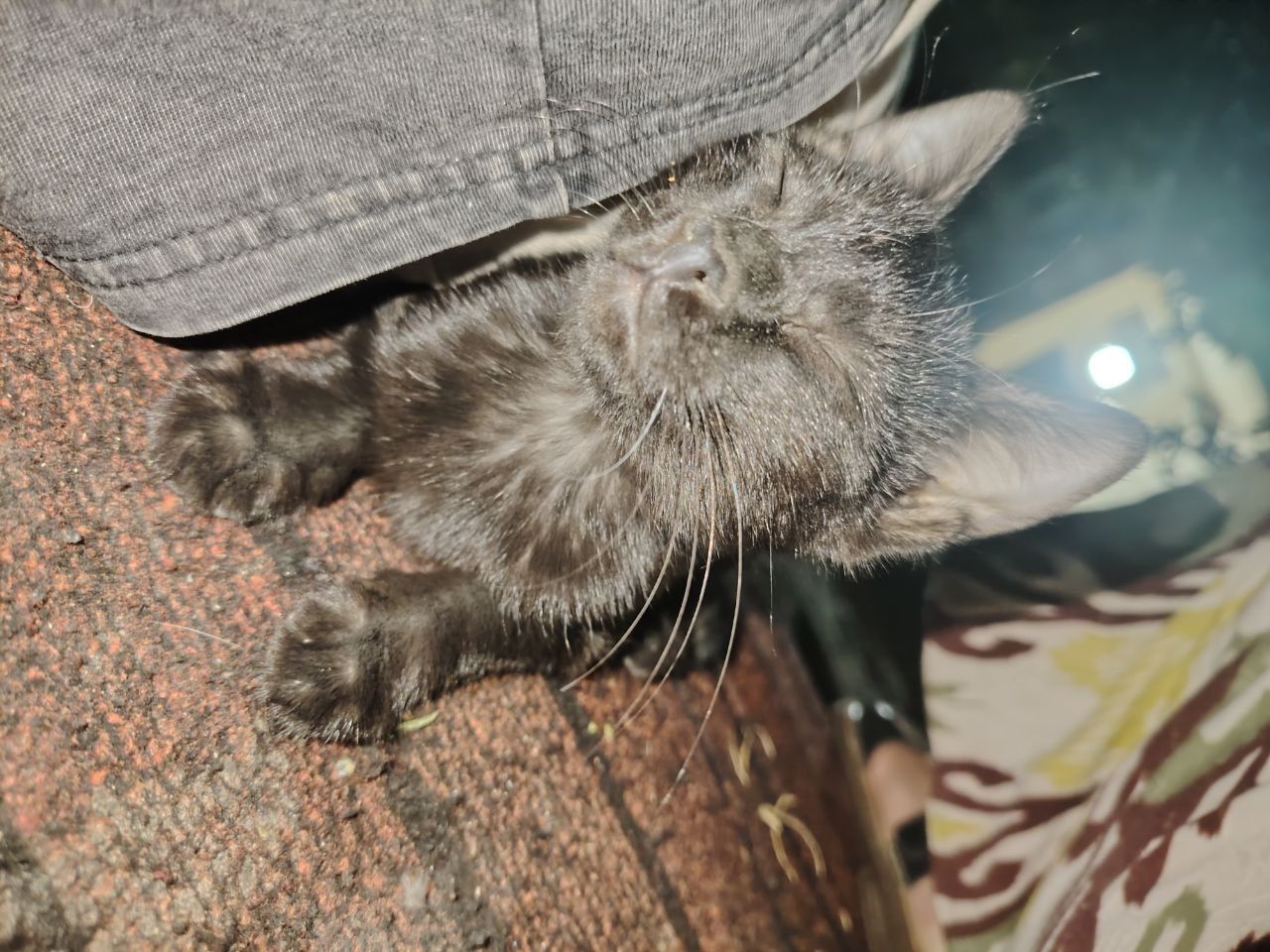 Котёнок два месяца с шикарным черном шерстом