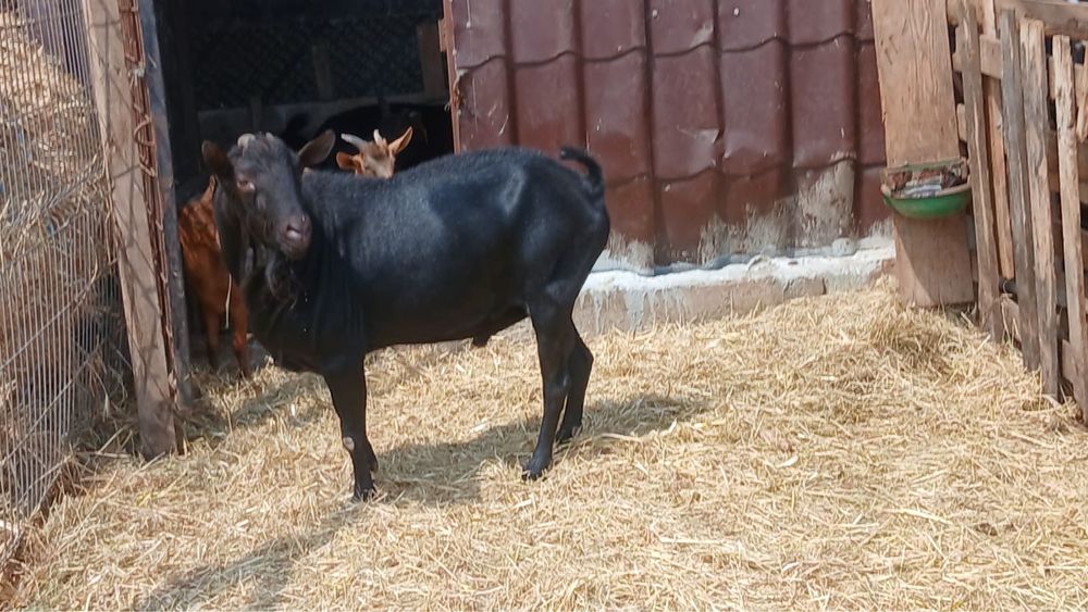 Vand tapi angronubian  si murciano