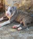 Mascul American Staffordshire Terrier