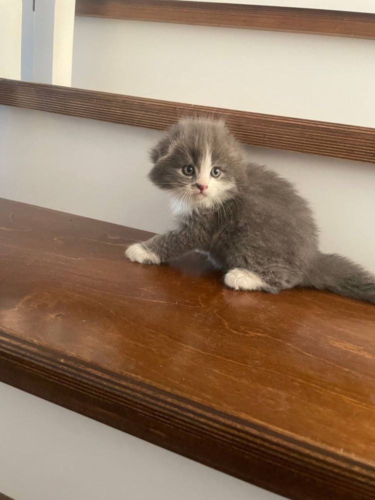 продаётся вислоухий кот