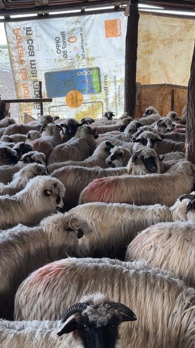 Vând oi reforme gestante