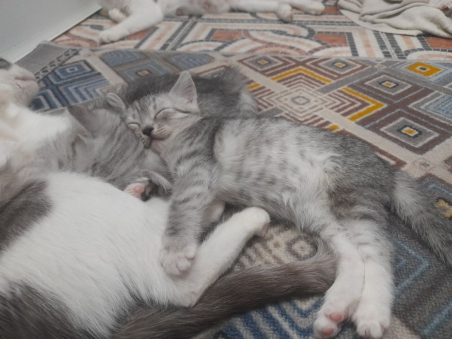 Продаётся котята