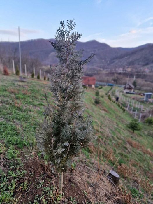 Casa de vacanta schimb