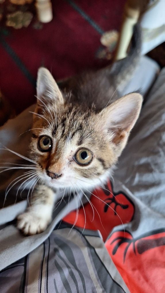 Ласковый котенок