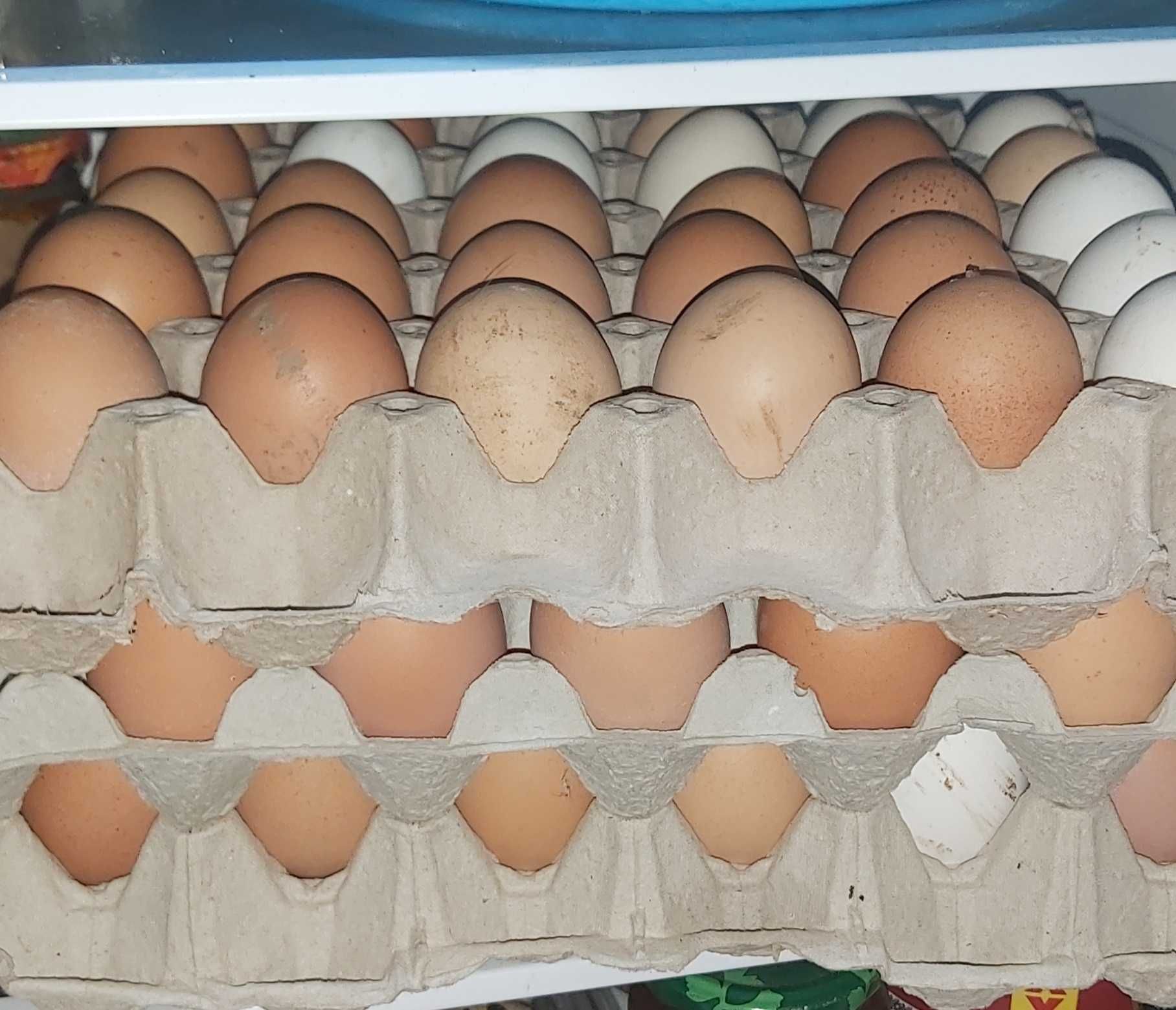 Oua de găină proaspete de consum