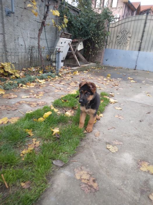 Femela ciobanesc german