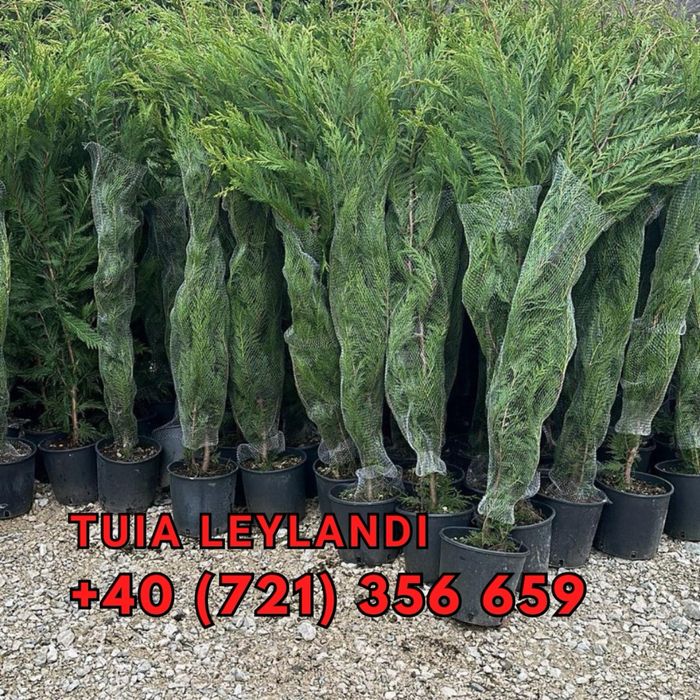 Tuia lilandi cupressocyparis & zmarard & multe alte plante va stam la