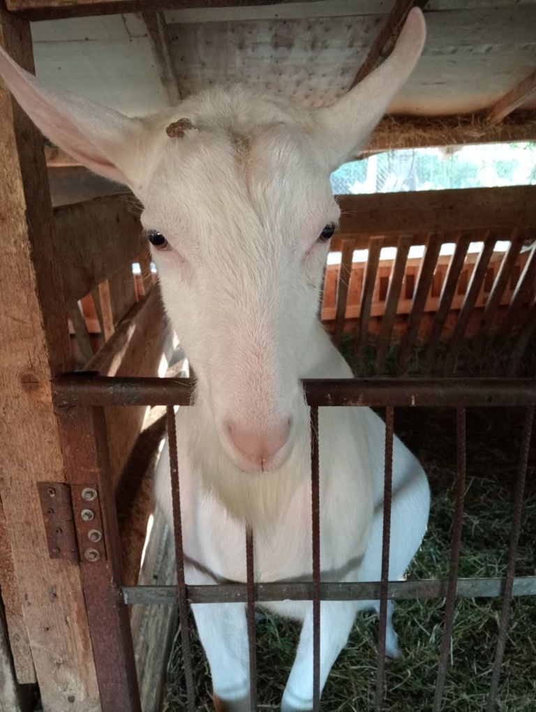 Țap ciut rasa sannen