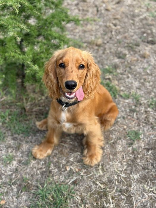 Английски кокер момче на 9 месеца -200 лв