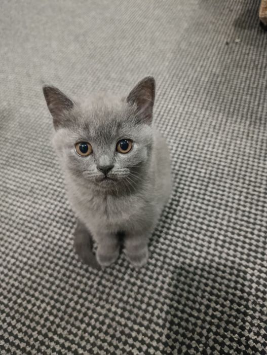 Британски котета