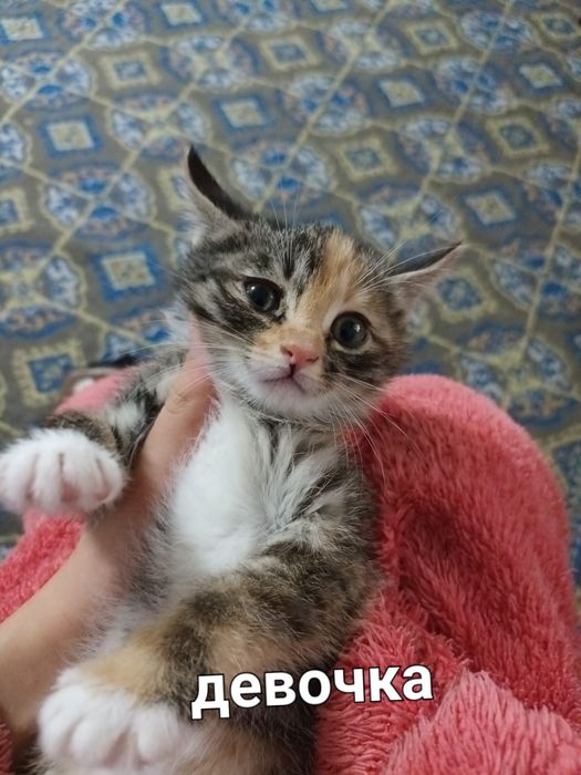 Милые котята в добрые руки