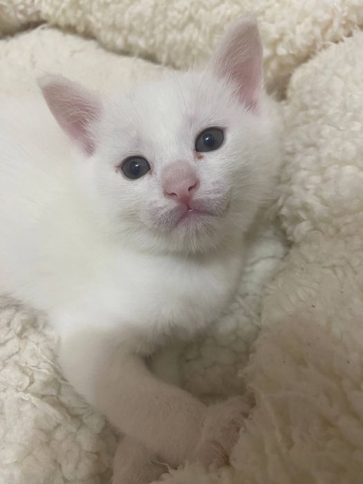 Продается котик турецкая ангора