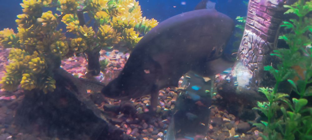 Баликлари сотилади