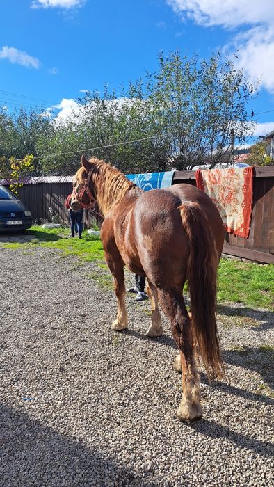 Cal castrat de vanzare 6 ani