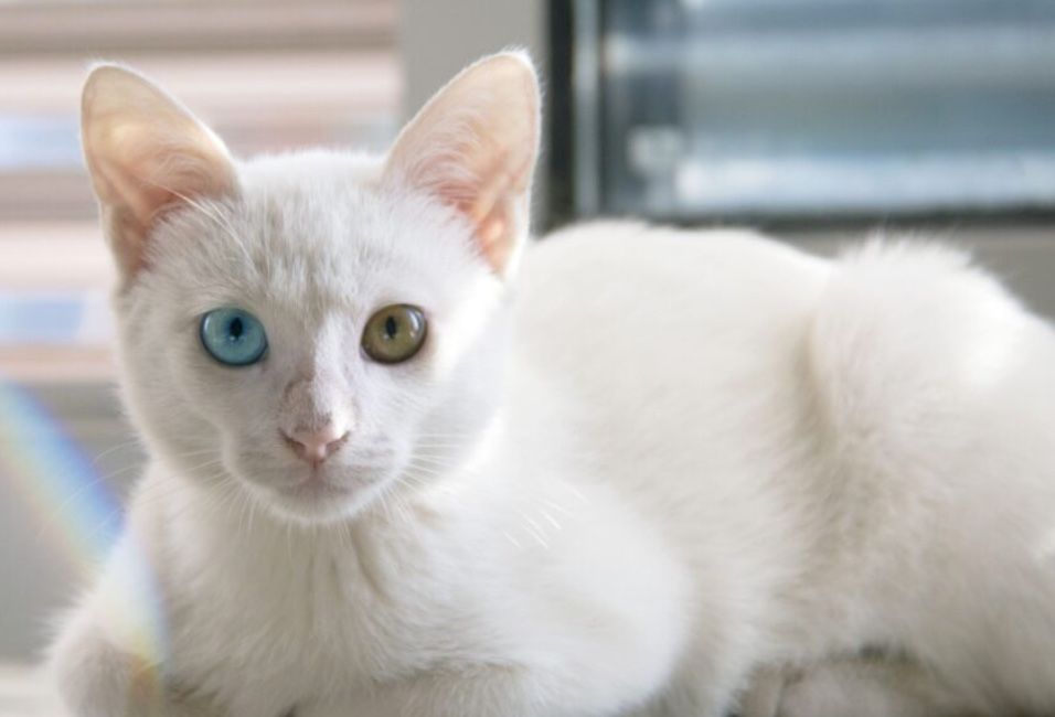 Пристроем кошку стерильная немогу оставить аллергия у сына