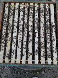 100 Familii albine începind cu 1aprilie. Roiuri și Matci