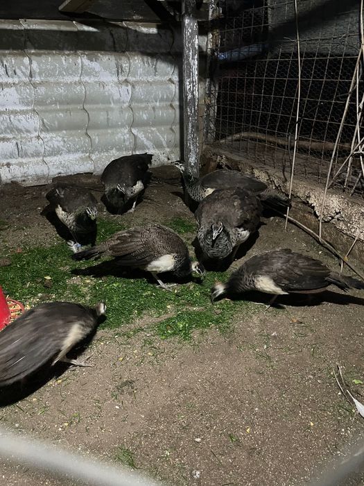 Păuni standard 2025