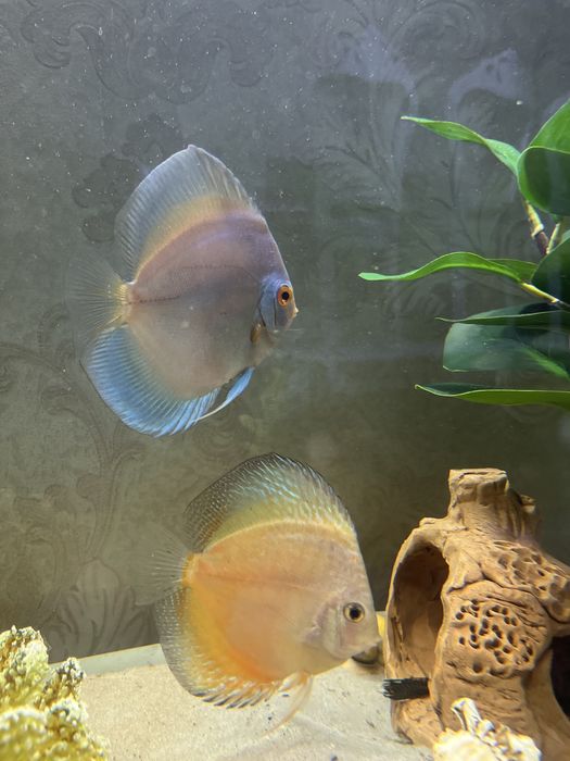 продается Дискусы Курпный Размер