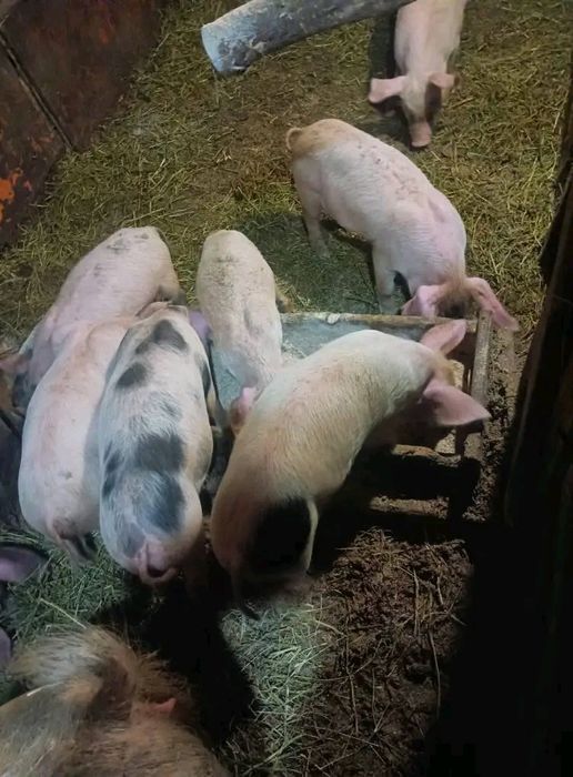 Прасета 16-17кг област Плевен