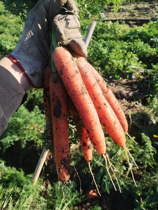 Legume rădăcinoase