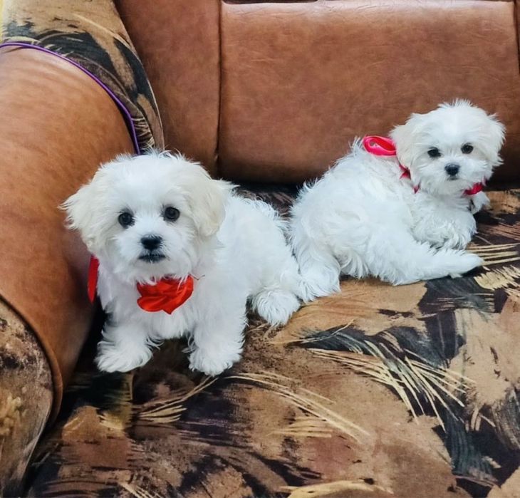 Vand pui Bison Maltez