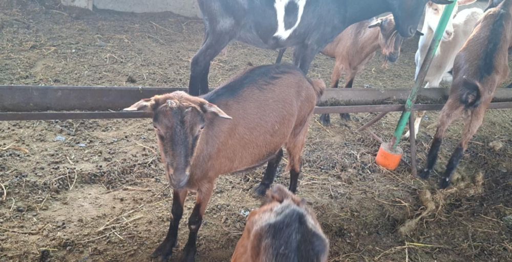 De vanzare capra alpin francez