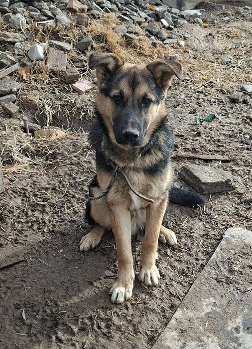 Afcharka tozasi sotilad