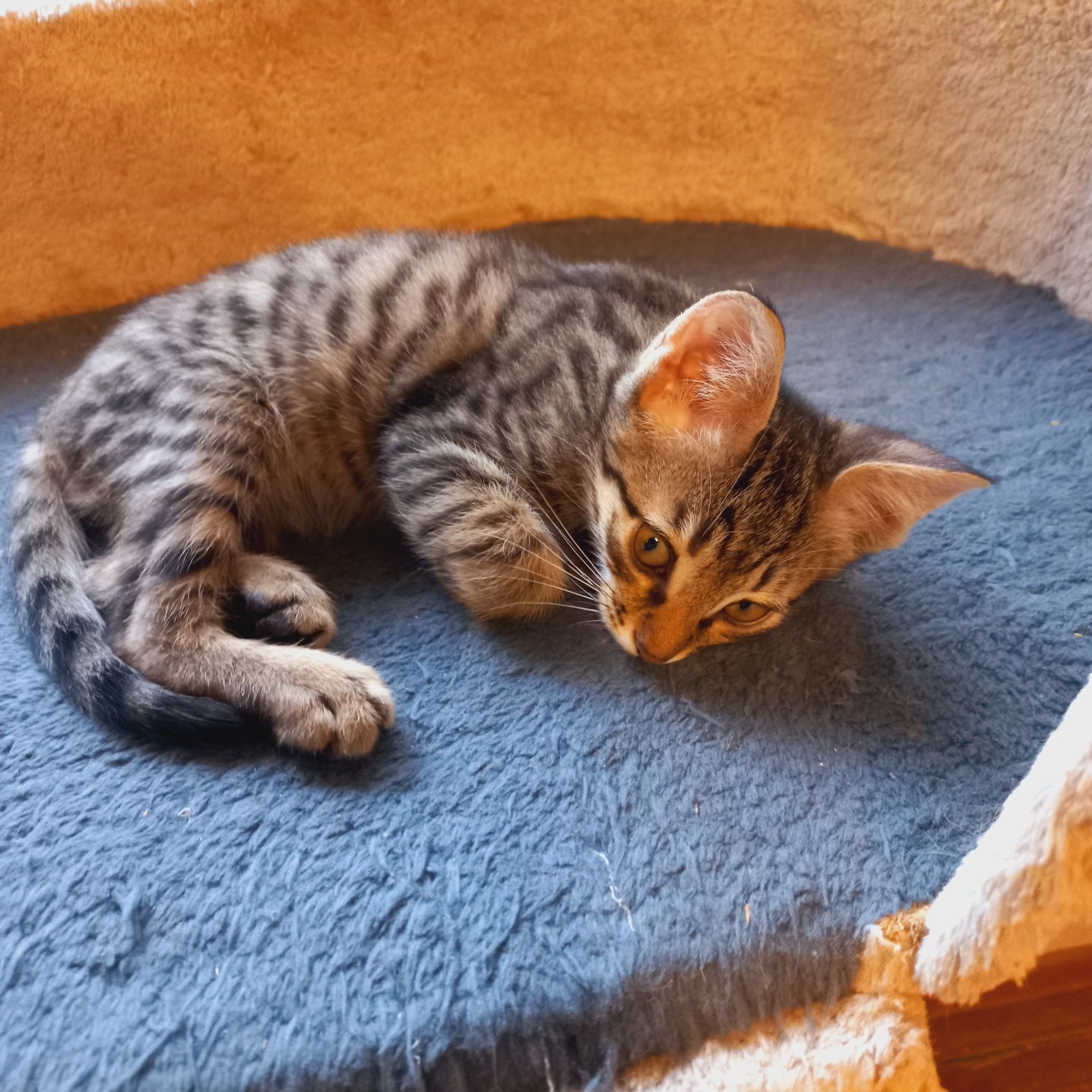 Котята.коты и кошки.Домашние.