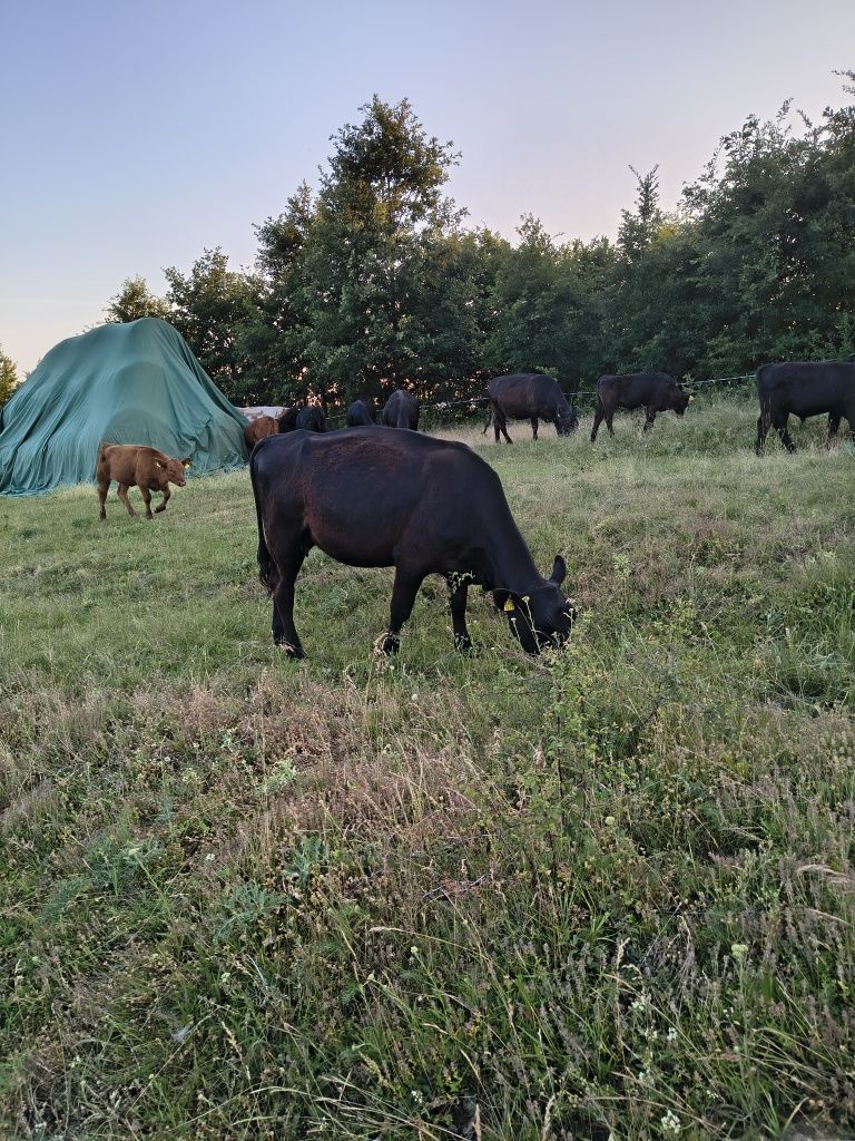 Vând 4 vaci angus