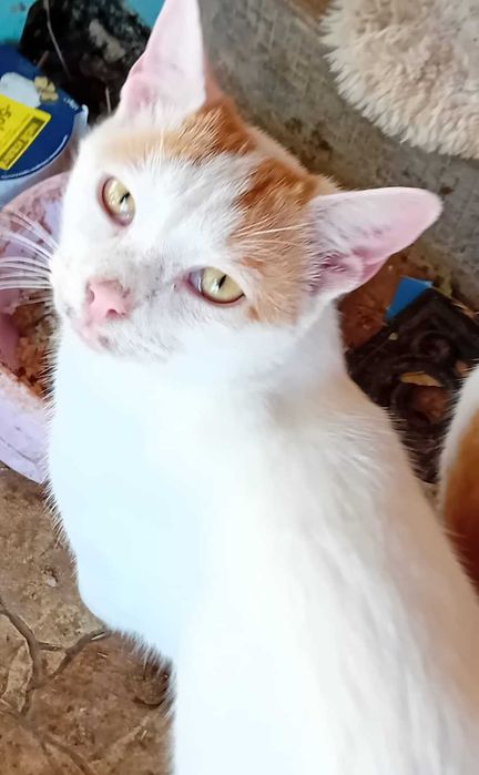 Adoptie pui de pisica motanei Nonisorii