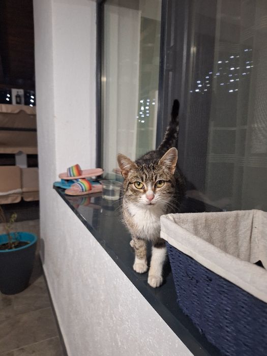 Pisica spre adopție