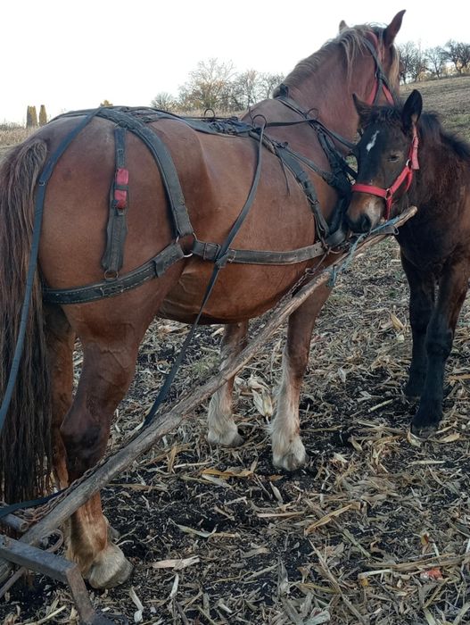 Iapa de 8 ani de vânzare