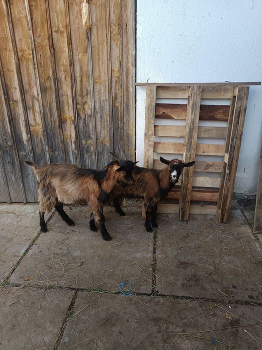 De vanzare alpini francez