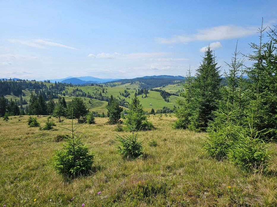 Proprietate de vanzare 92.554.mp ( 9.25 ha) in Bucovina zona Breaza