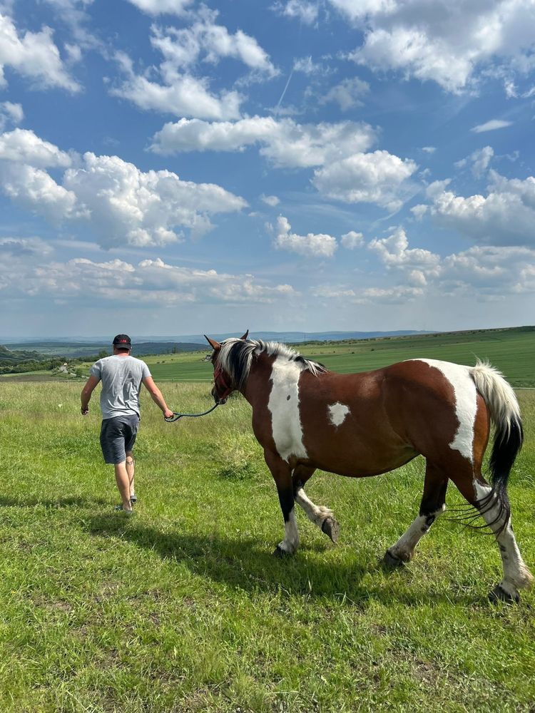 Vand doua iepe garantate de 9 si 5 ani