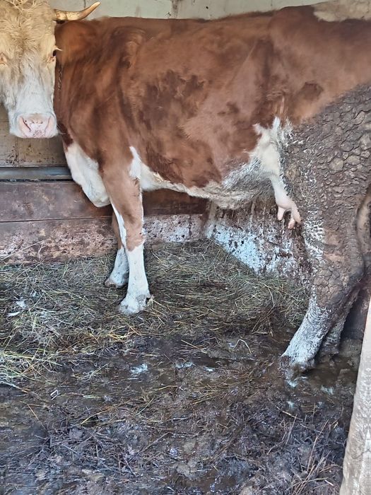 Vând vacă de 4 ani cu lapte