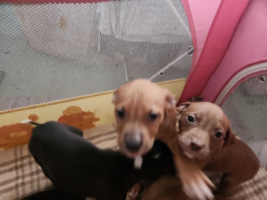 Американски питбул