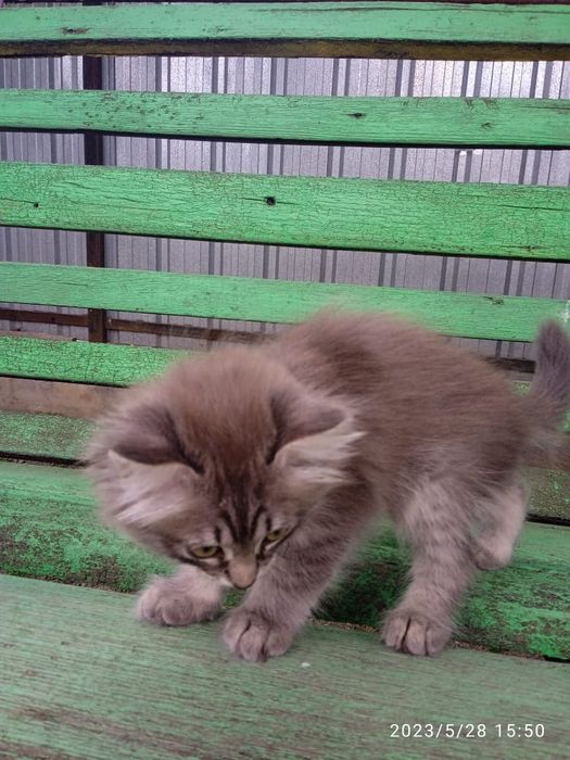 Отдам котят в добрые руки к лотку приучены кушают все