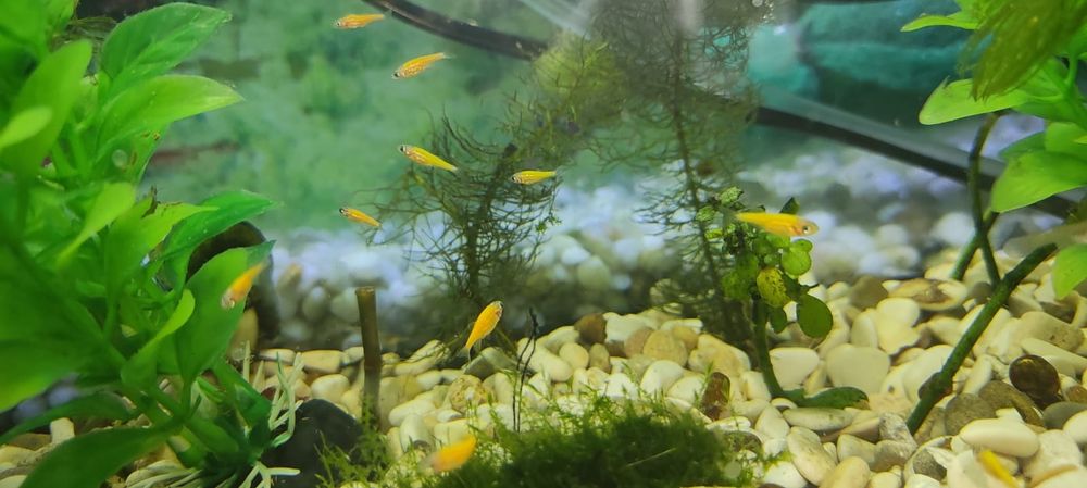 Аквариумные рыбки данио глофиш