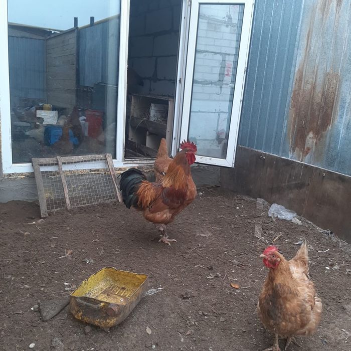 41 разездь. Ясный